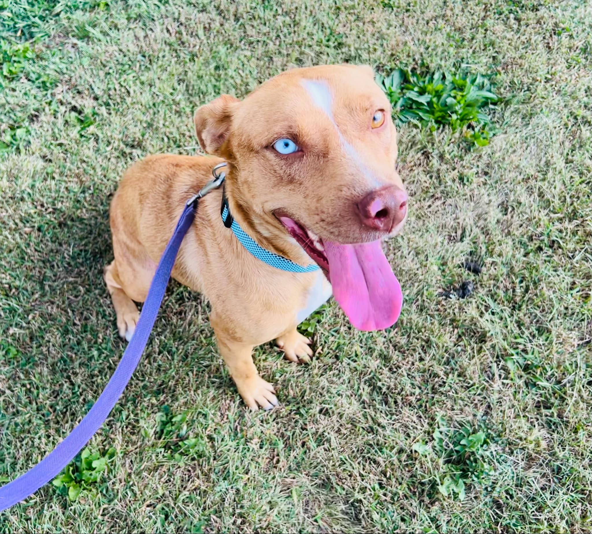 Enlarge Willow, a Adoptable mixed breed in Creston, IA image 3/4