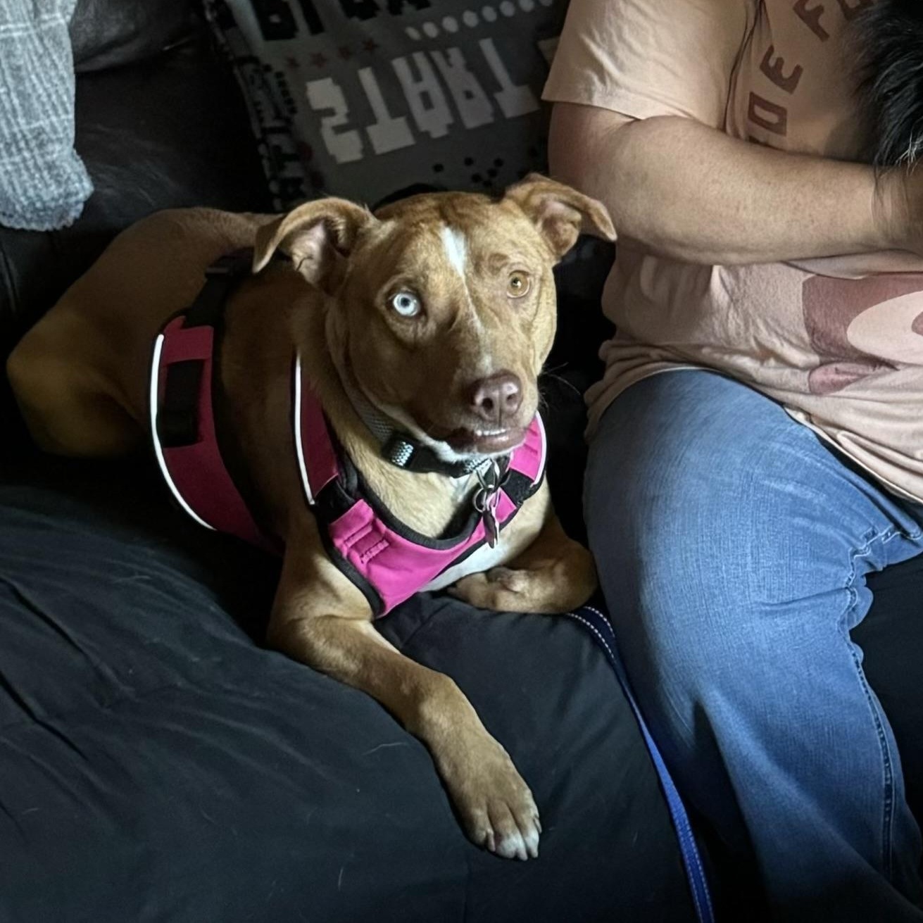 Enlarge Willow, a Adoptable mixed breed in Creston, IA image 2/4