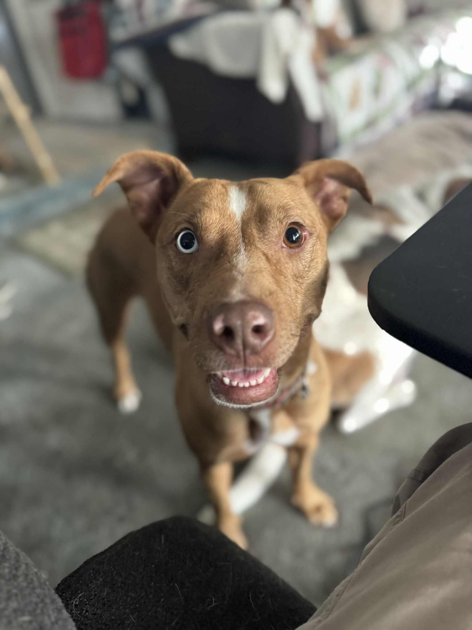 Willow, an adoptable Staffordshire Bull Terrier, Catahoula Leopard Dog in Creston, IA, 50801 | Photo Image 1