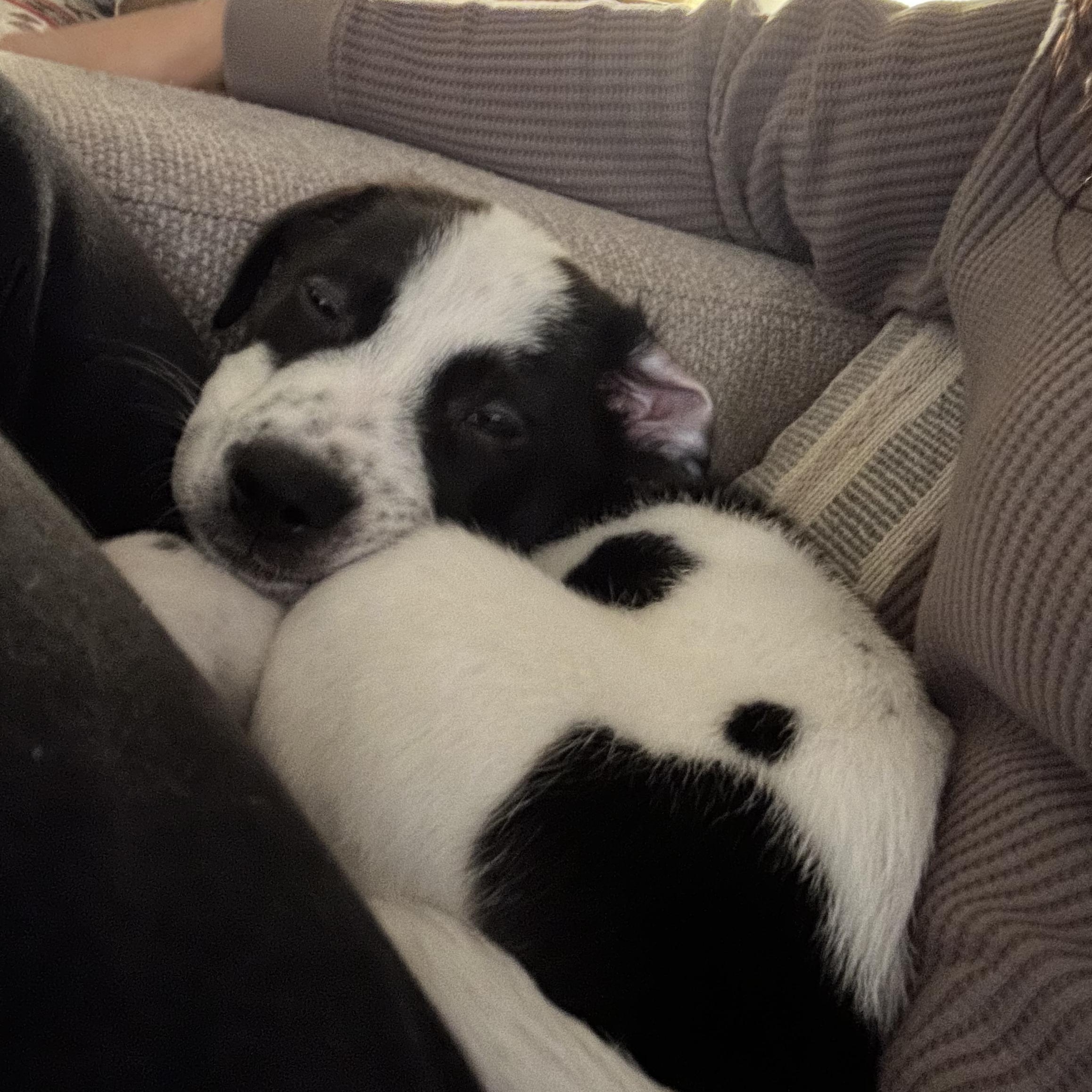 Rudolph, adopted, Puppy Male Great Pyrenees & Collie.