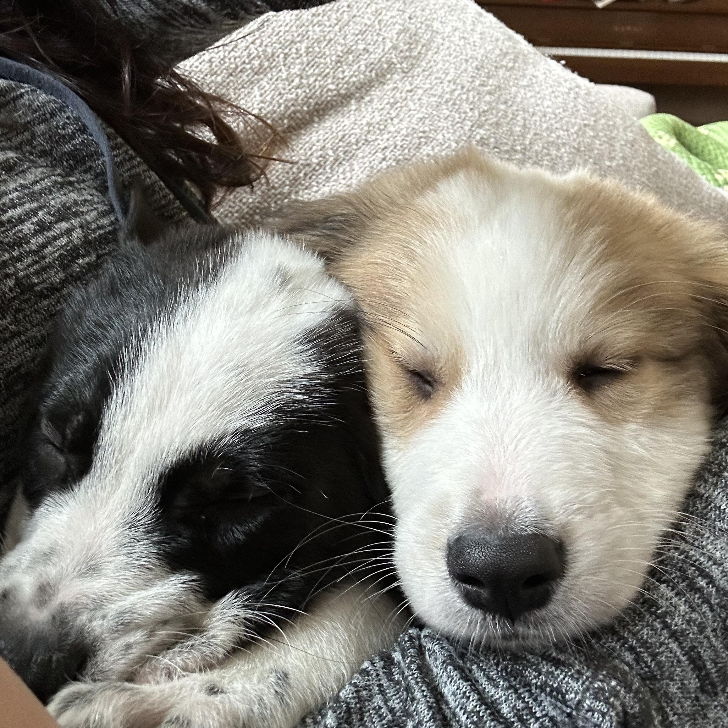 Rudolph, an adopted mixed breed in Simsbury, CT image 2/6