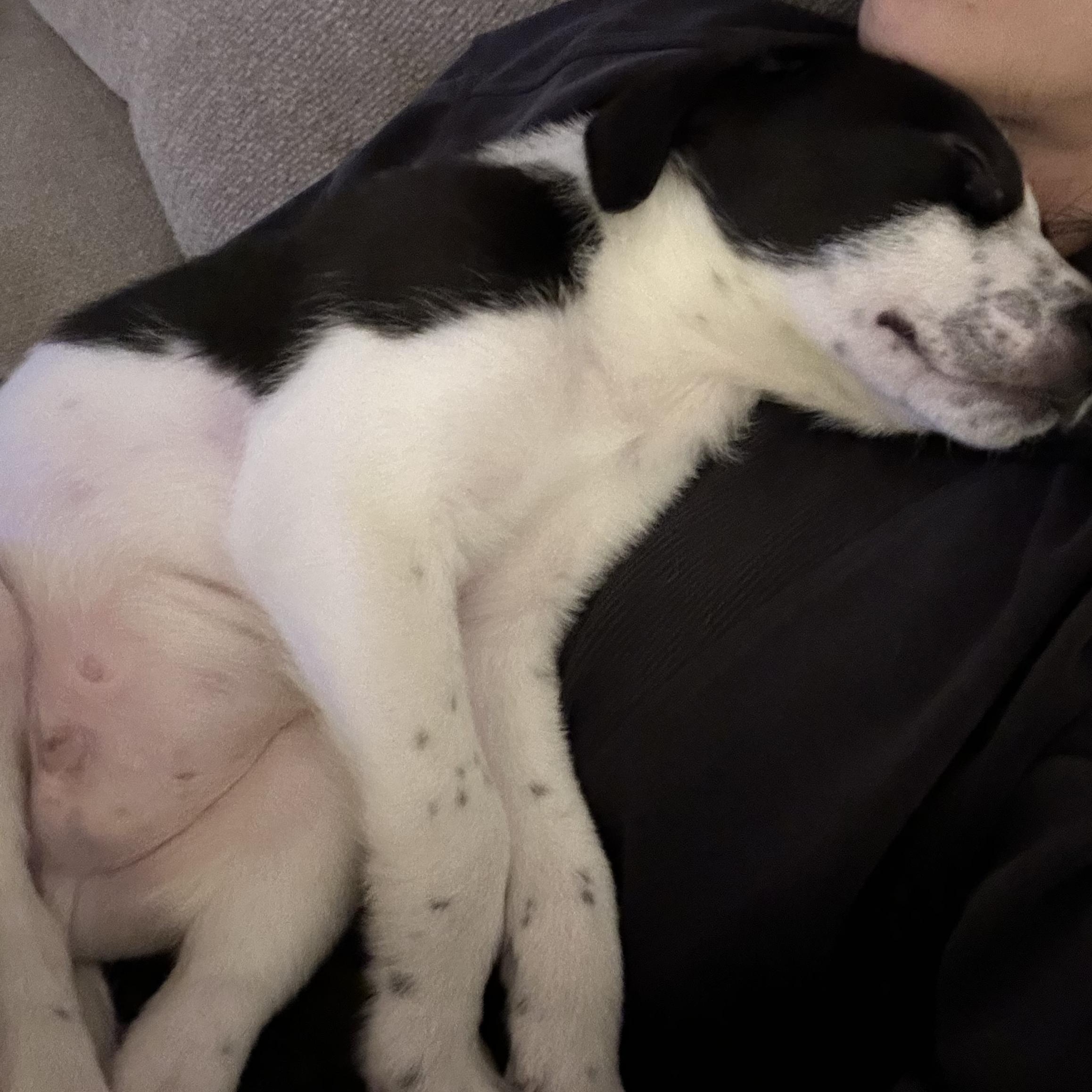 Rudolph, an adopted mixed breed in Simsbury, CT image 3/6