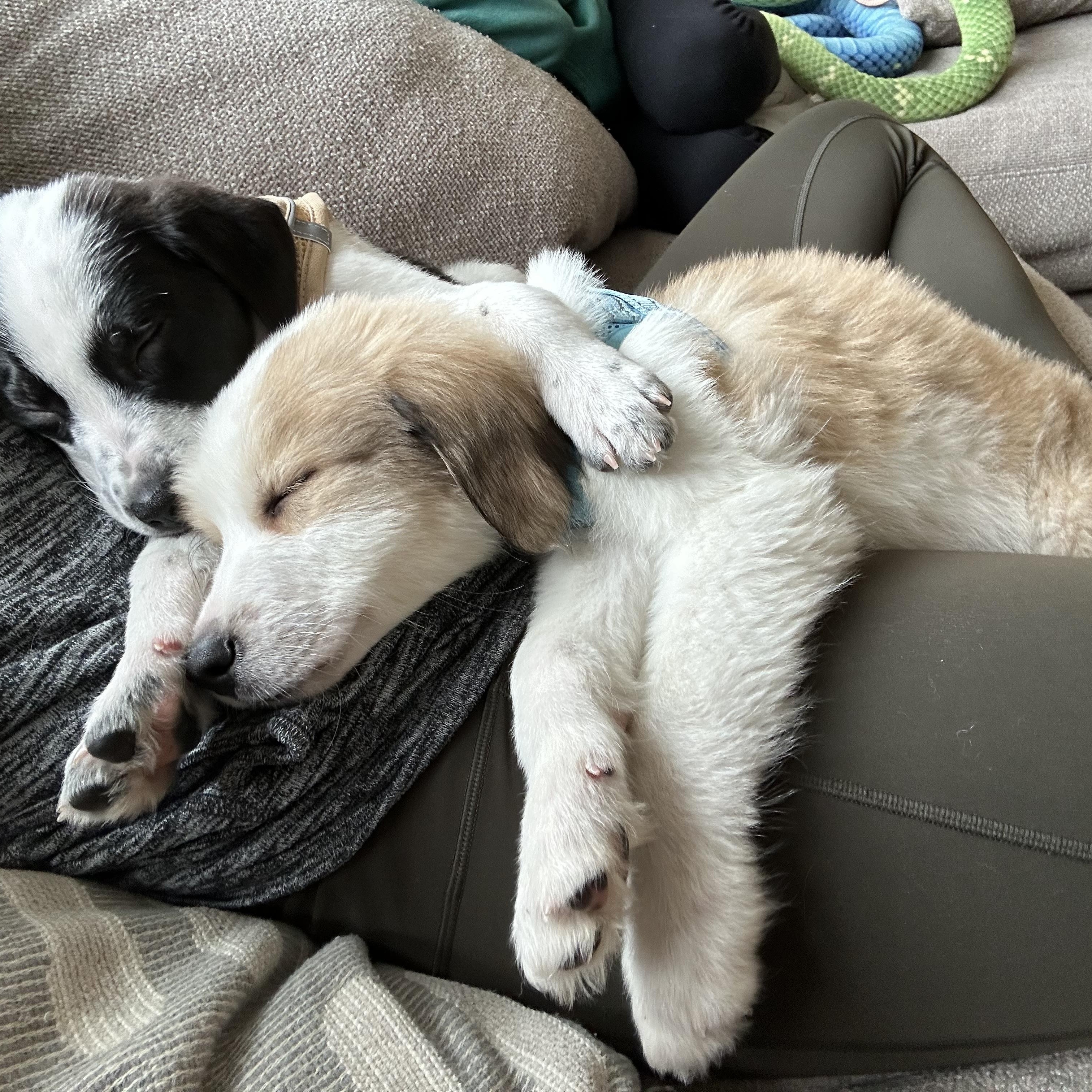 Rudolph, an adopted mixed breed in Simsbury, CT image 4/6