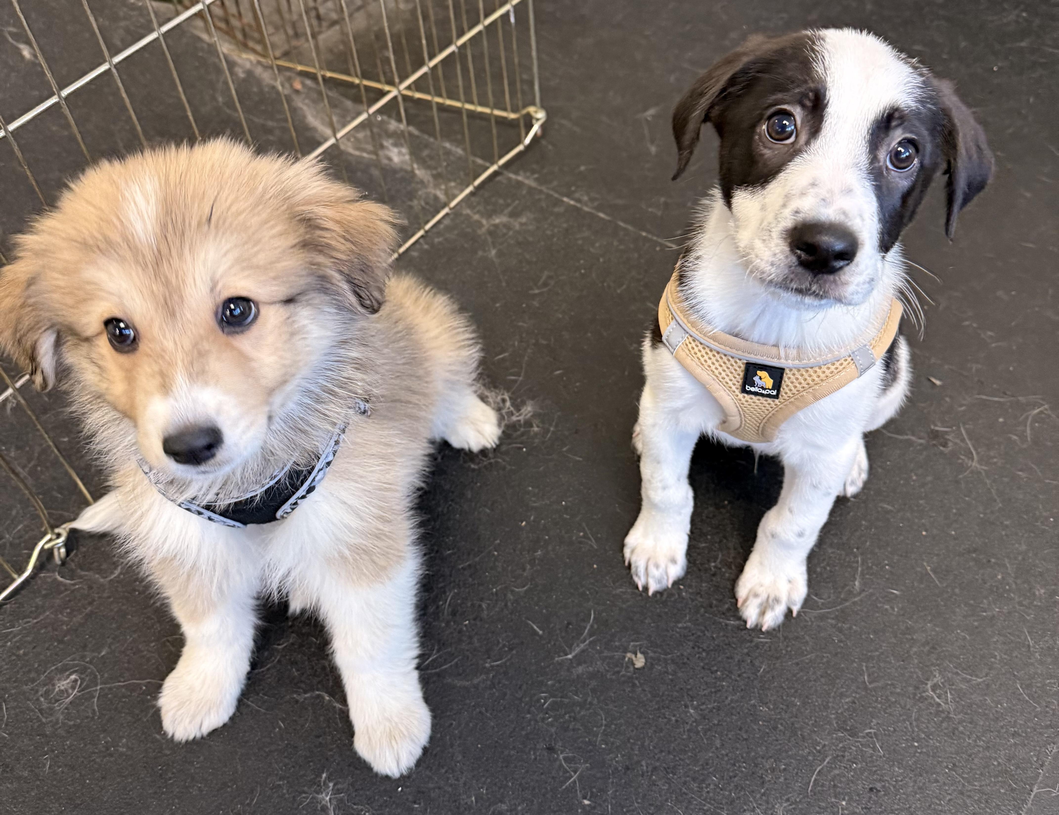 Rudolph, an adopted mixed breed in Simsbury, CT image 5/6