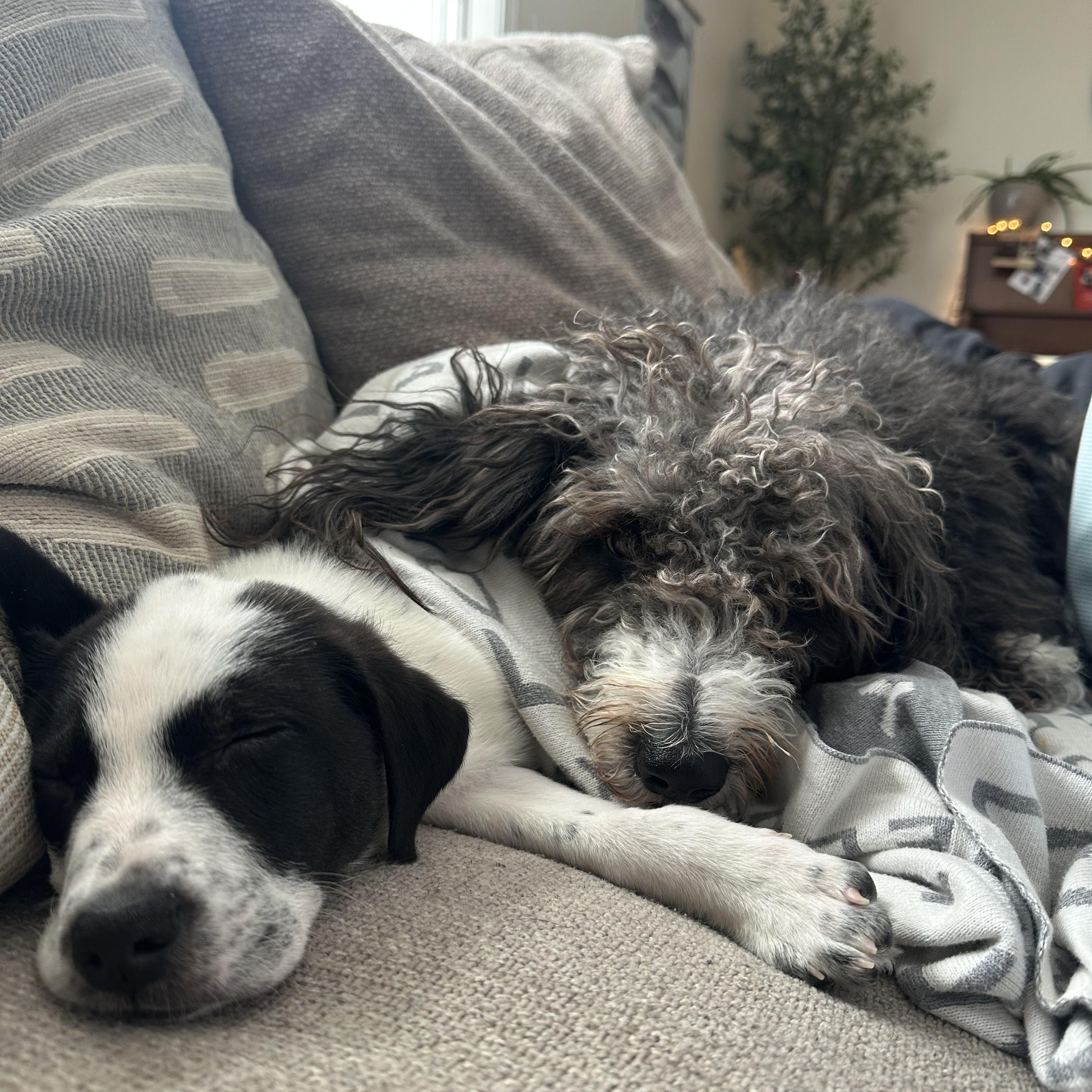 Rudolph, an adopted mixed breed in Simsbury, CT image 6/6