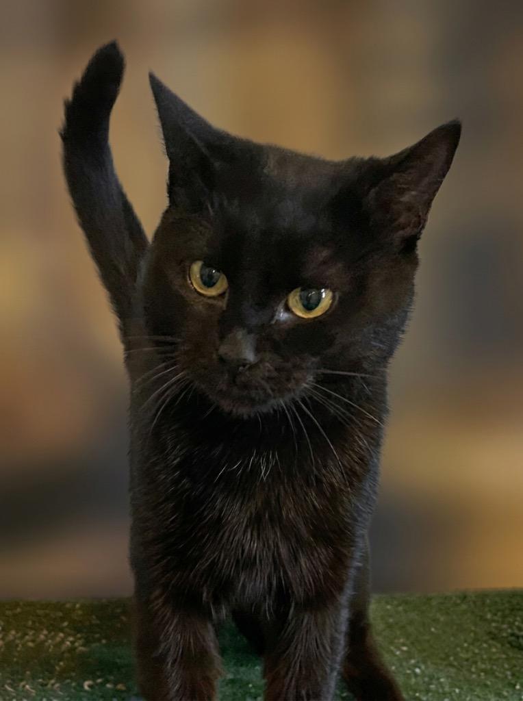 Panther, Adoptable, Kitten Male Domestic Short Hair.