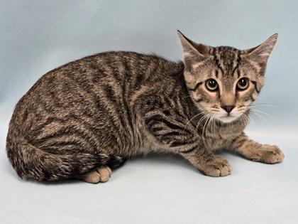 Stewart, Adoptable, Kitten Male Domestic Short Hair & Domestic Short Hair.