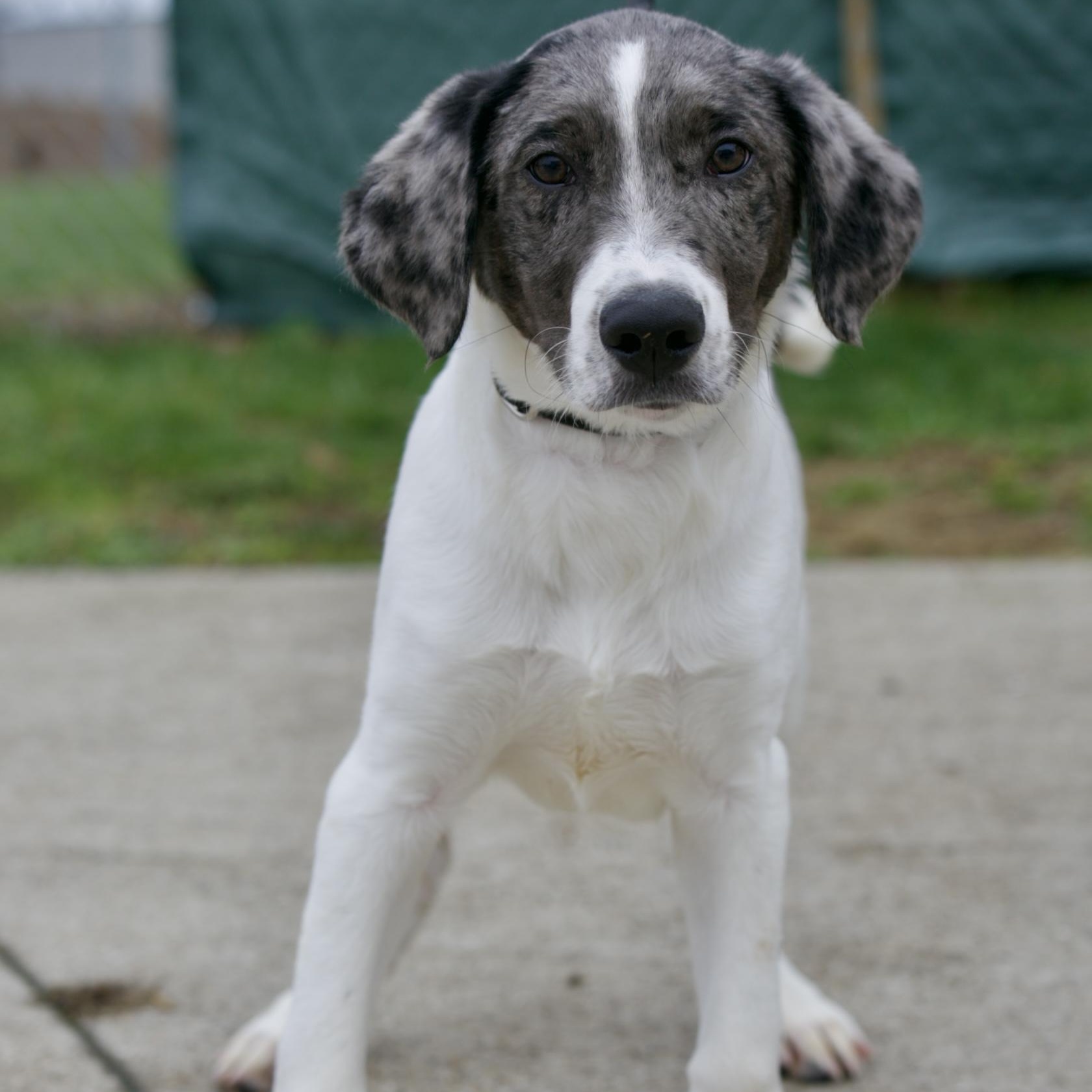 Muffy, a ADOPTABLE mixed breed in Mount Sterling, KY image 2/2