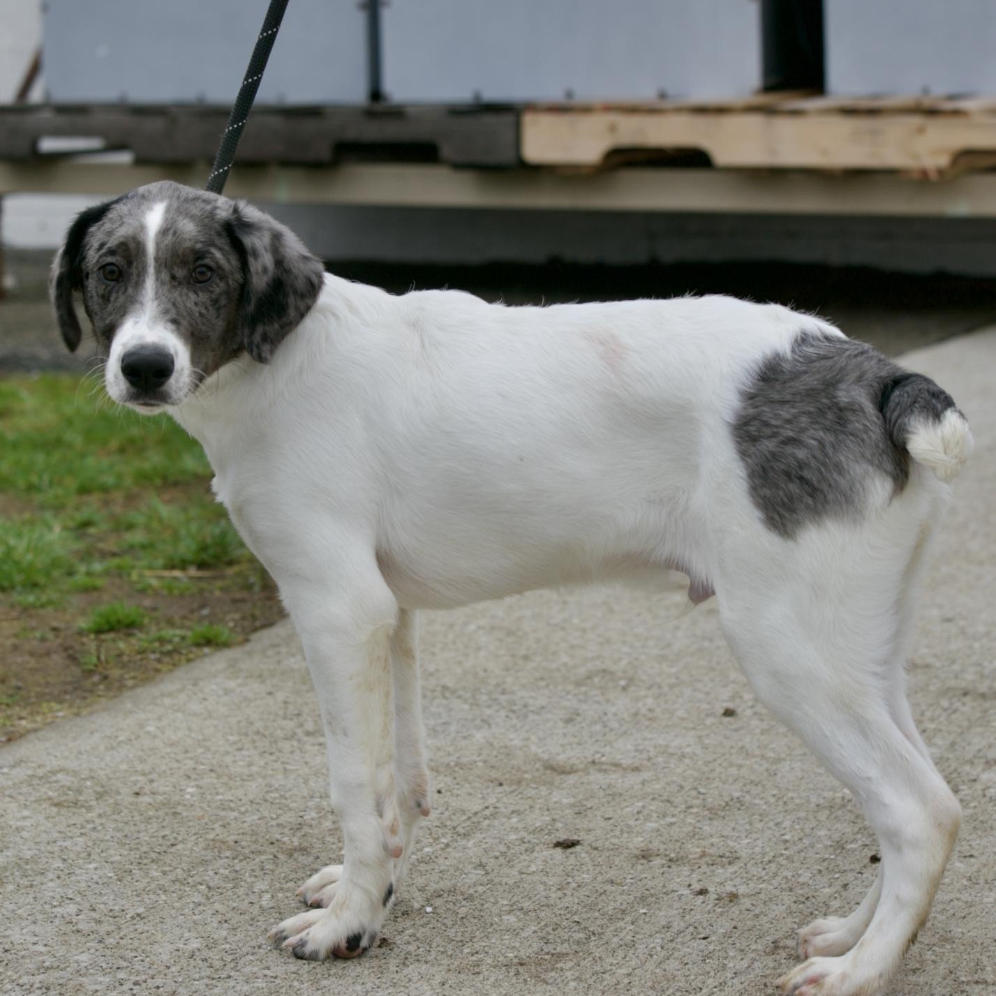 Muffy, a ADOPTABLE mixed breed in Mount Sterling, KY image 1/2