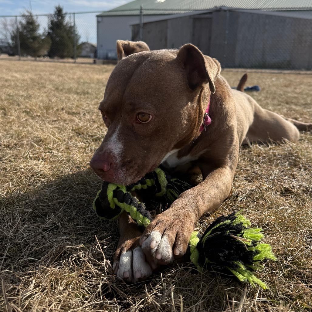 Darcy, Adoptable, Adult Female Pit Bull Terrier & Mixed Breed.