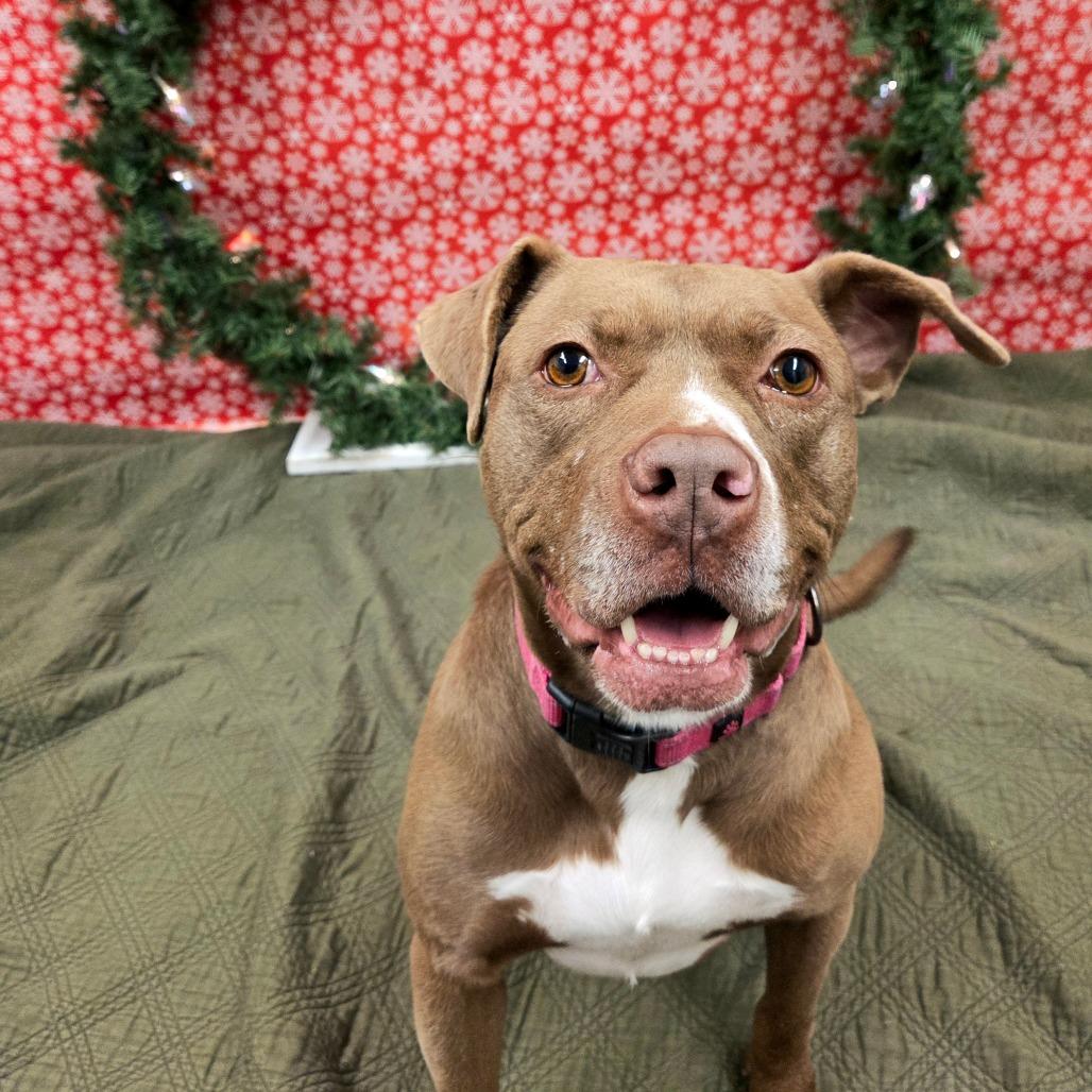 Darcy, Adoptable, Adult Female Pit Bull Terrier & Mixed Breed.