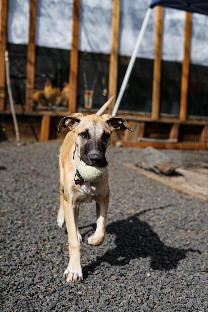 Carbo, Adoptable, Puppy Female Rhodesian Ridgeback.