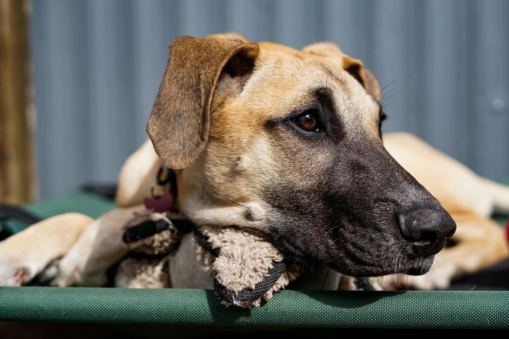 Carbo, a Adoptable mixed breed in Spokane, WA image 2/6