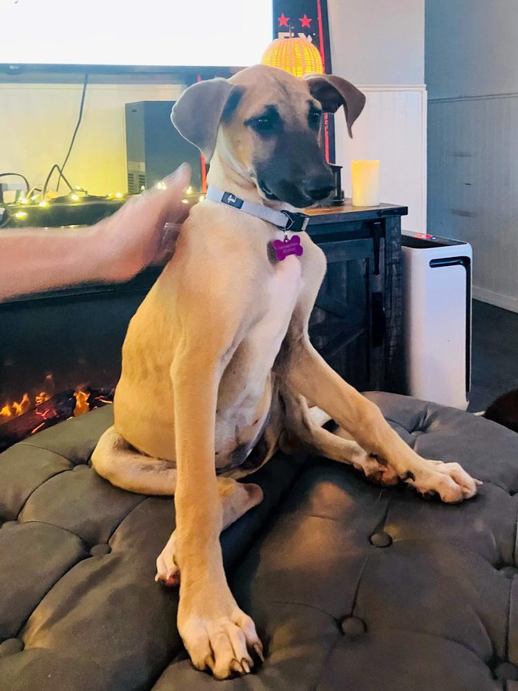 Carbo, a Adoptable mixed breed in Spokane, WA image 3/6