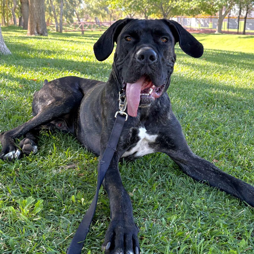 Enlarge Kevin, a Adoptable Cane Corso in Las Vegas, NV image 1/6