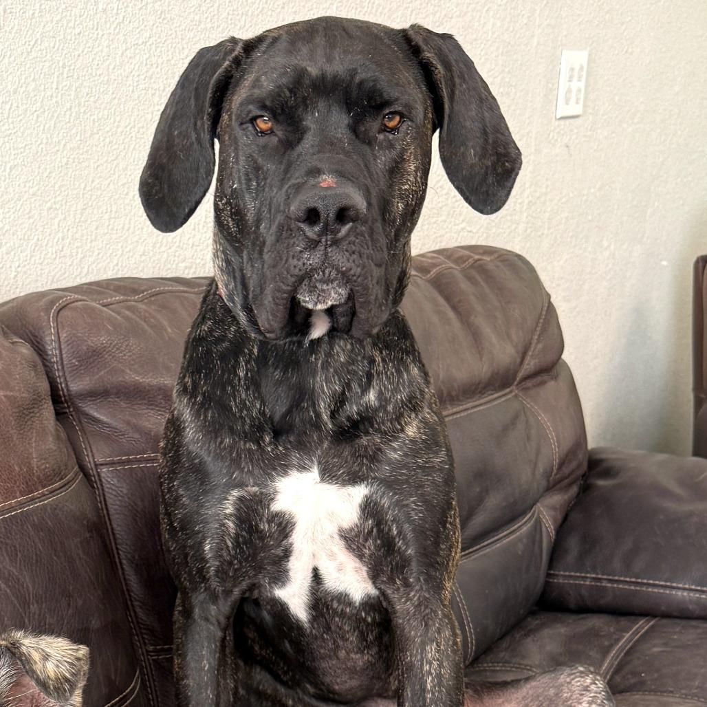 Enlarge Kevin, a Adoptable Cane Corso in Las Vegas, NV image 2/6