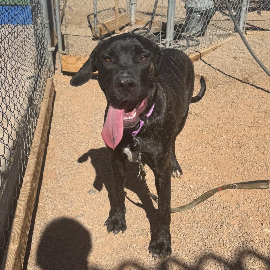 Enlarge Kevin, a Adoptable Cane Corso in Las Vegas, NV image 3/6