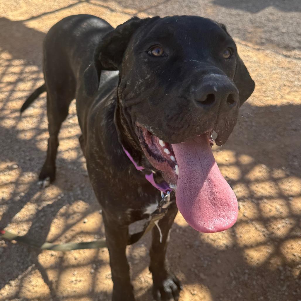 Enlarge Kevin, a Adoptable Cane Corso in Las Vegas, NV image 4/6