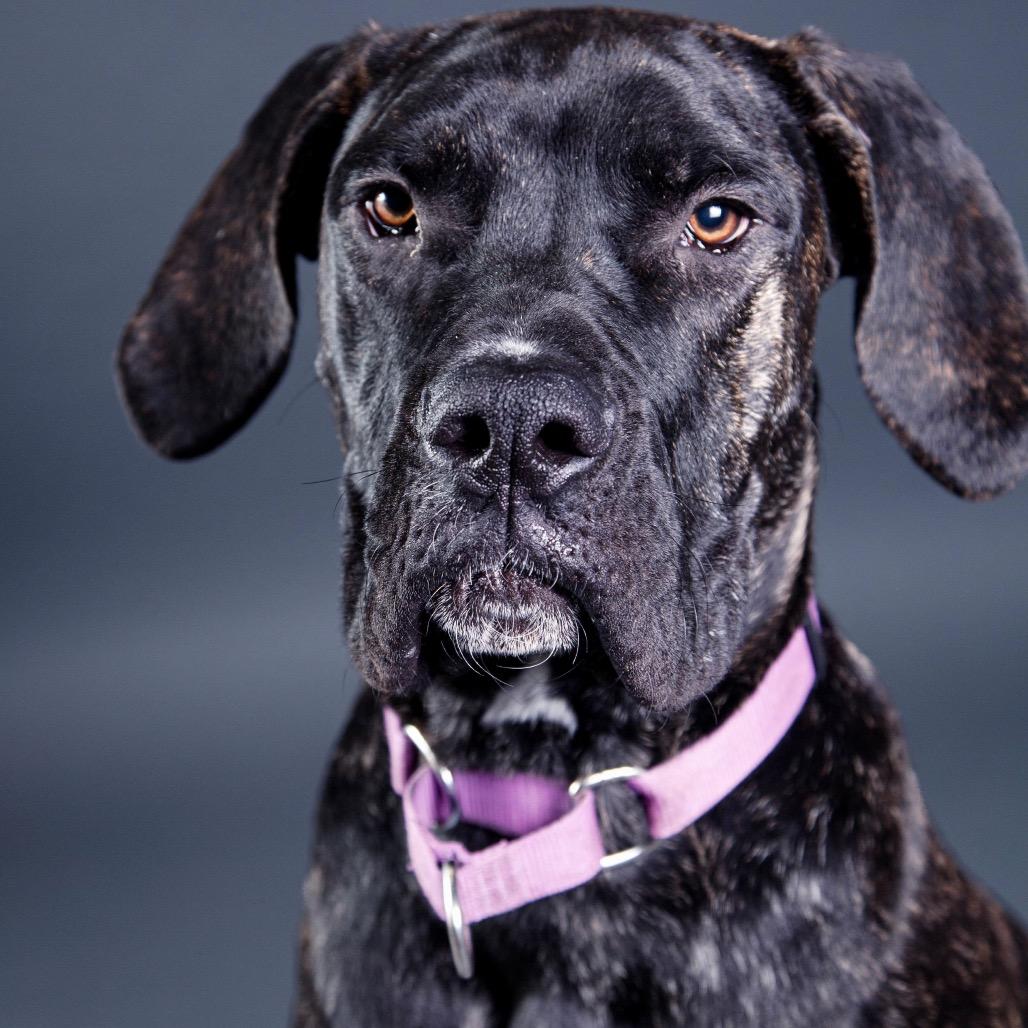 Enlarge Kevin, a Adoptable Cane Corso in Las Vegas, NV image 5/6