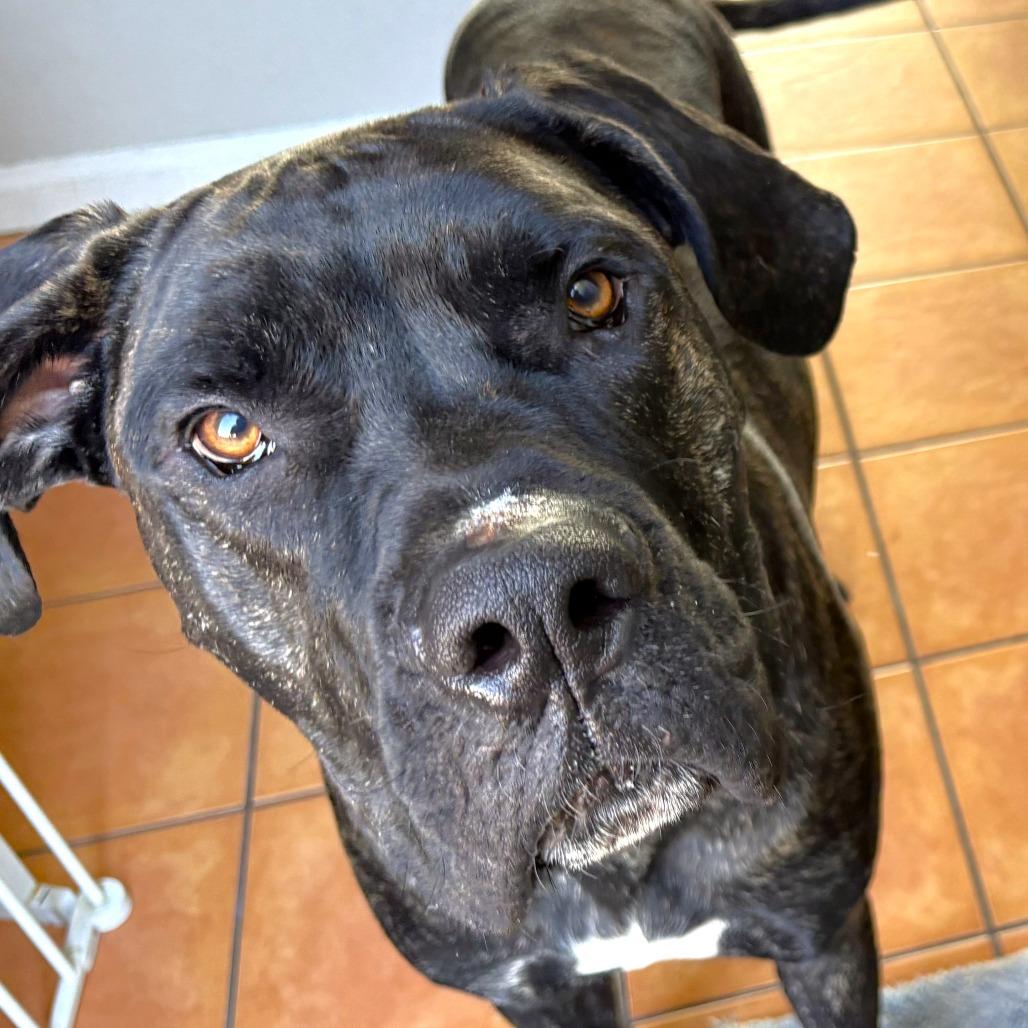 Enlarge Kevin, a Adoptable Cane Corso in Las Vegas, NV image 6/6