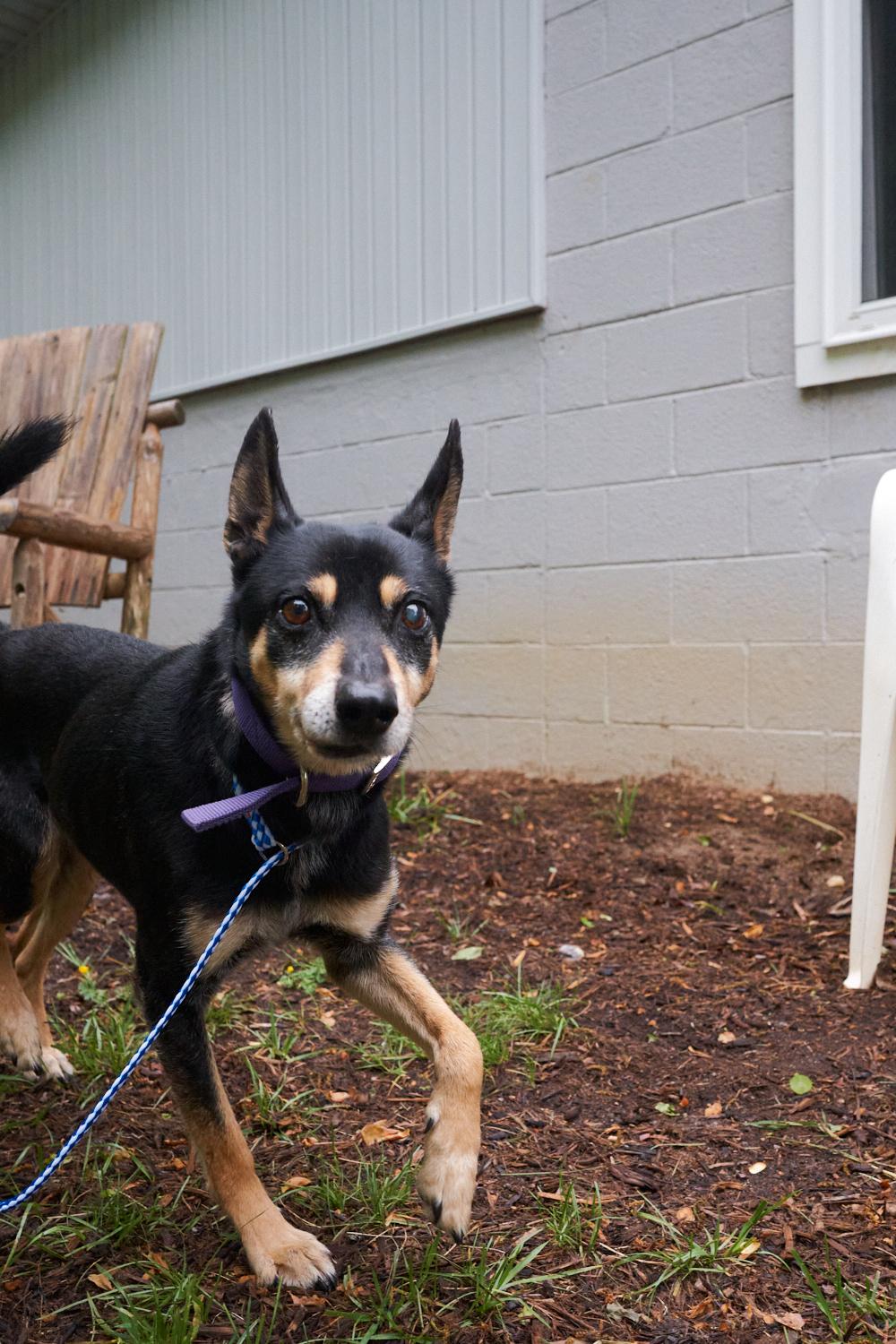 Enlarge Ringo, an adopted mixed breed in Floyd, VA image 1/4