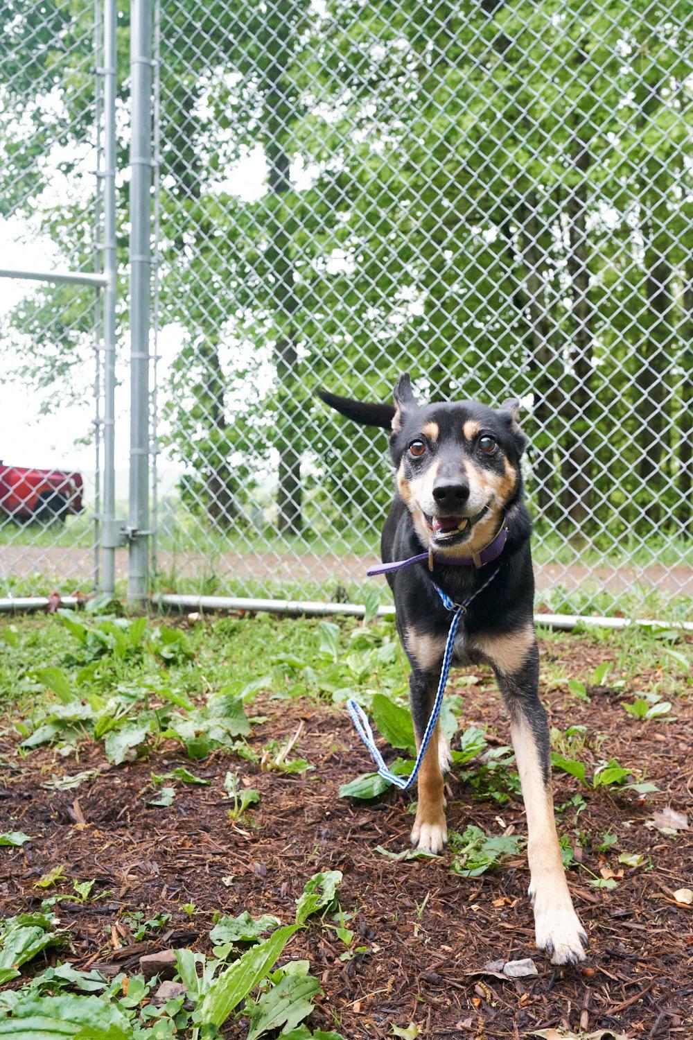 Enlarge Ringo, an adopted mixed breed in Floyd, VA image 3/4