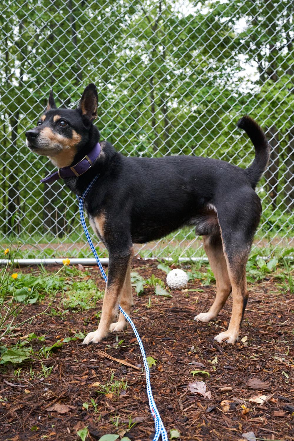 Enlarge Ringo, an adopted mixed breed in Floyd, VA image 4/4