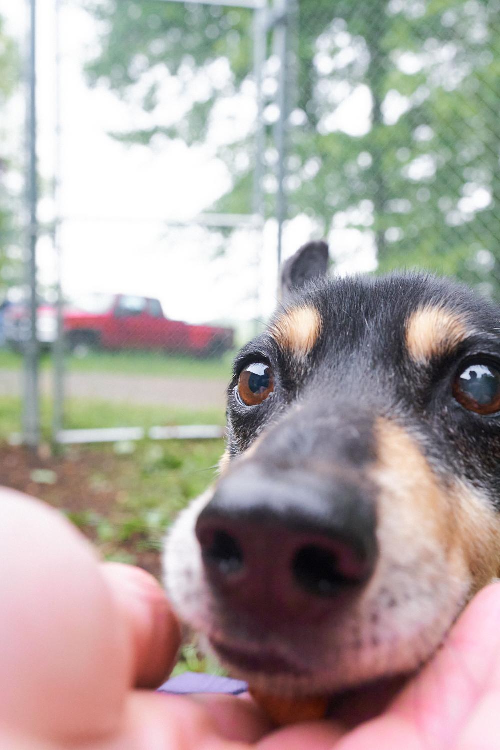 Enlarge Ringo, an adopted mixed breed in Floyd, VA image 2/4
