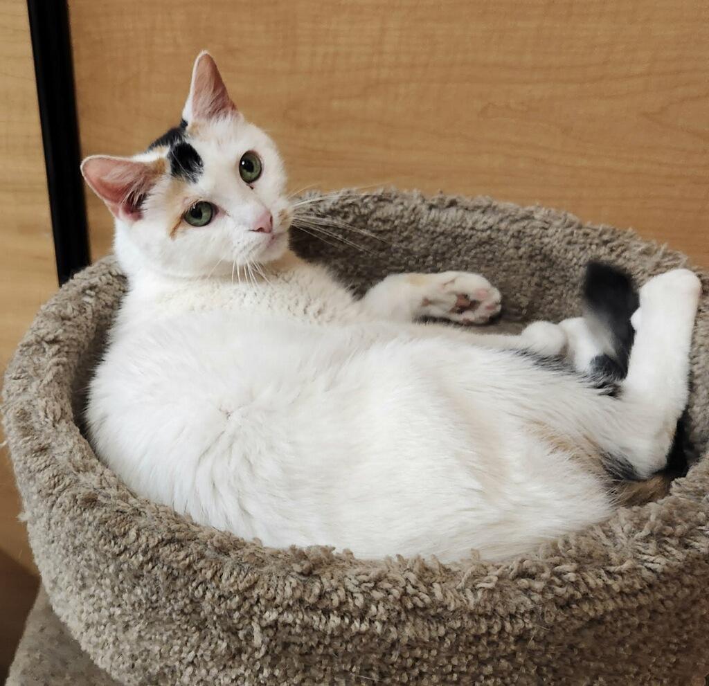 Blanca, ADOPTABLE, Young Female Domestic Short Hair.