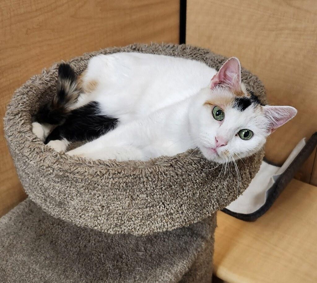 Enlarge Blanca, a ADOPTABLE Domestic Short Hair in Barrington Hills, IL image 2/3