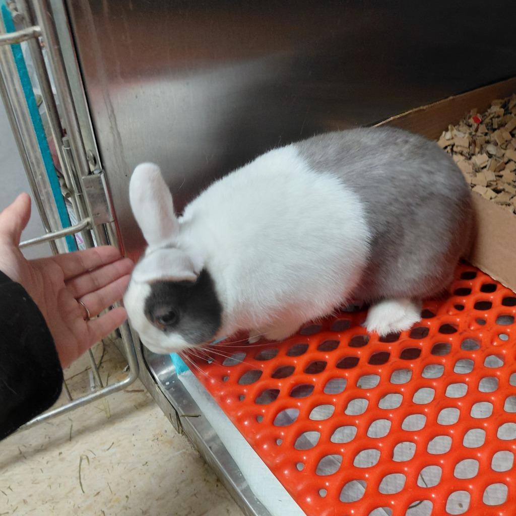 Bluey, Adoptable, Young Male Dutch.