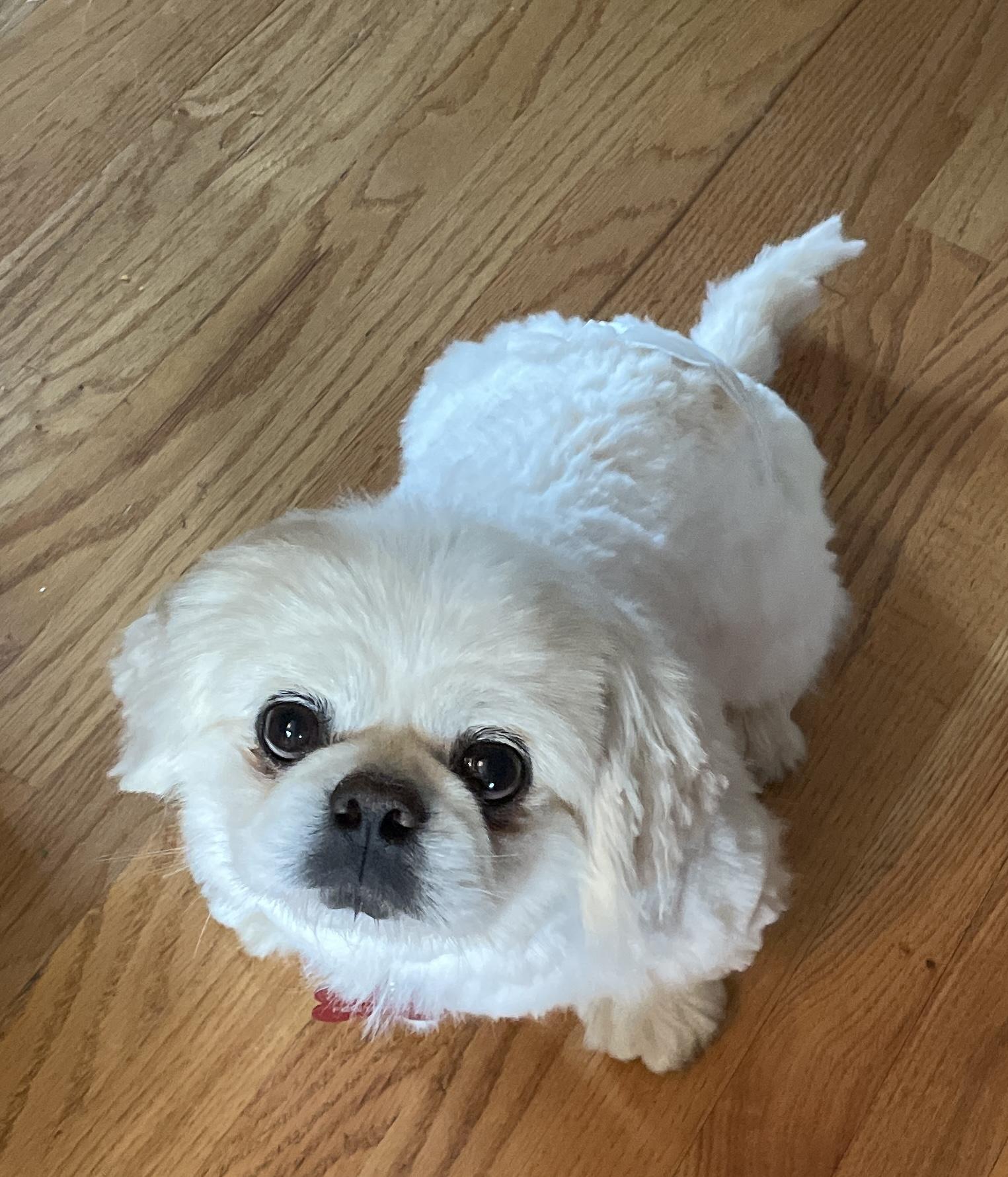 Enlarge Boone, a ADOPTABLE Pekingese in Overland Park, KS image 1/1