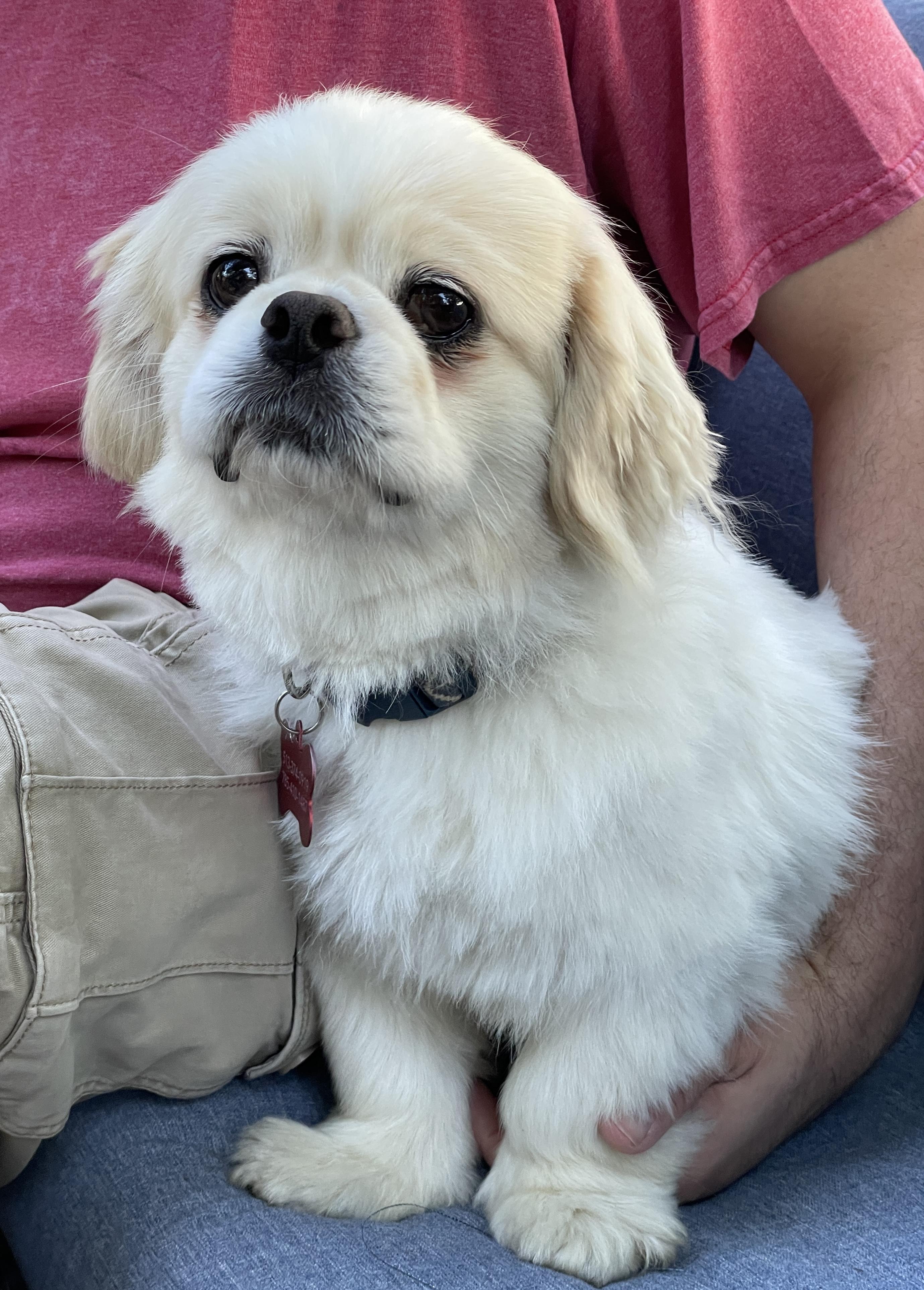 Boone, adopted, Adult Male Pekingese.