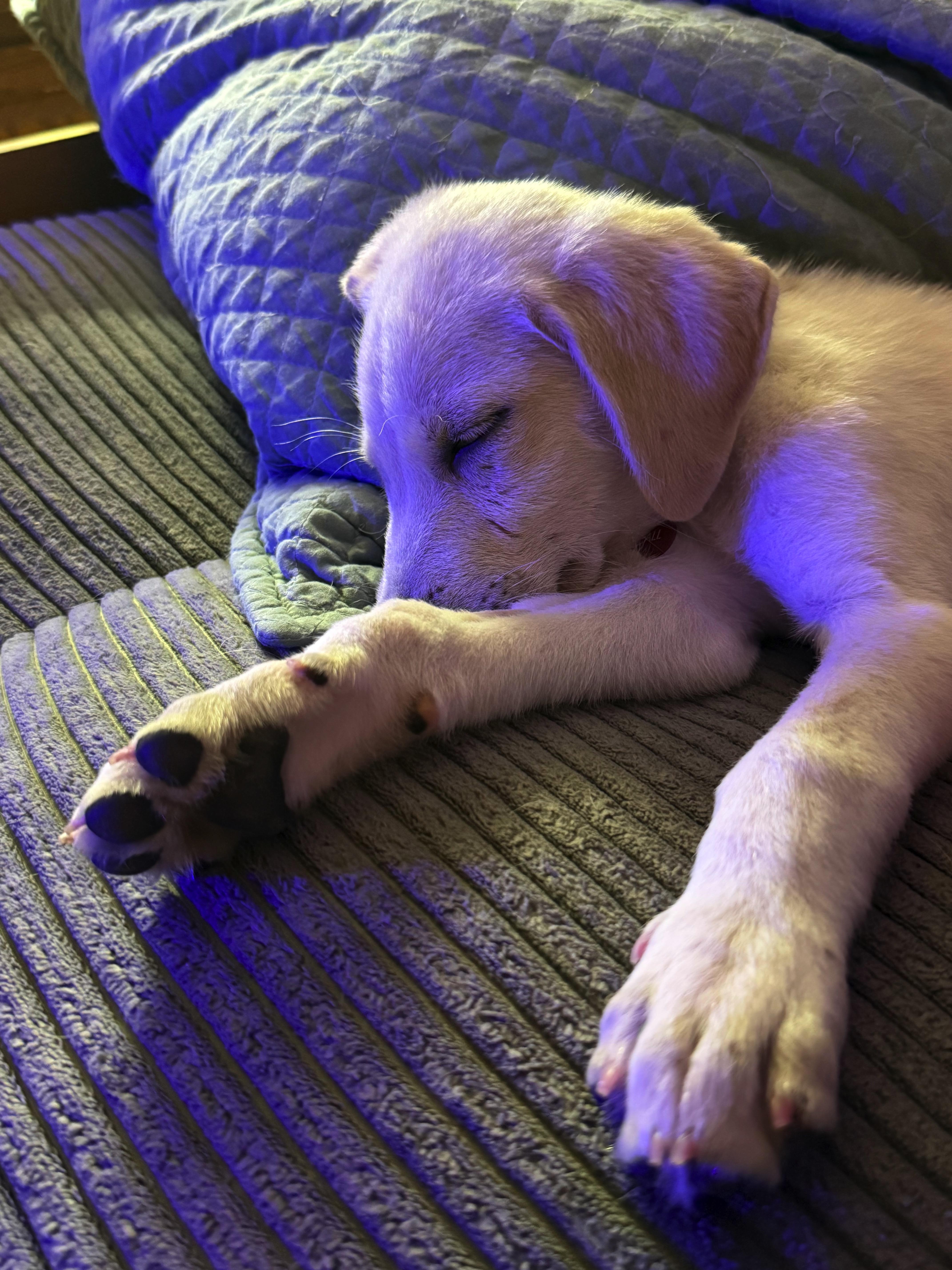 Enlarge SQUIRT, a Adoptable Labrador Retriever in Broken Arrow, OK image 2/3