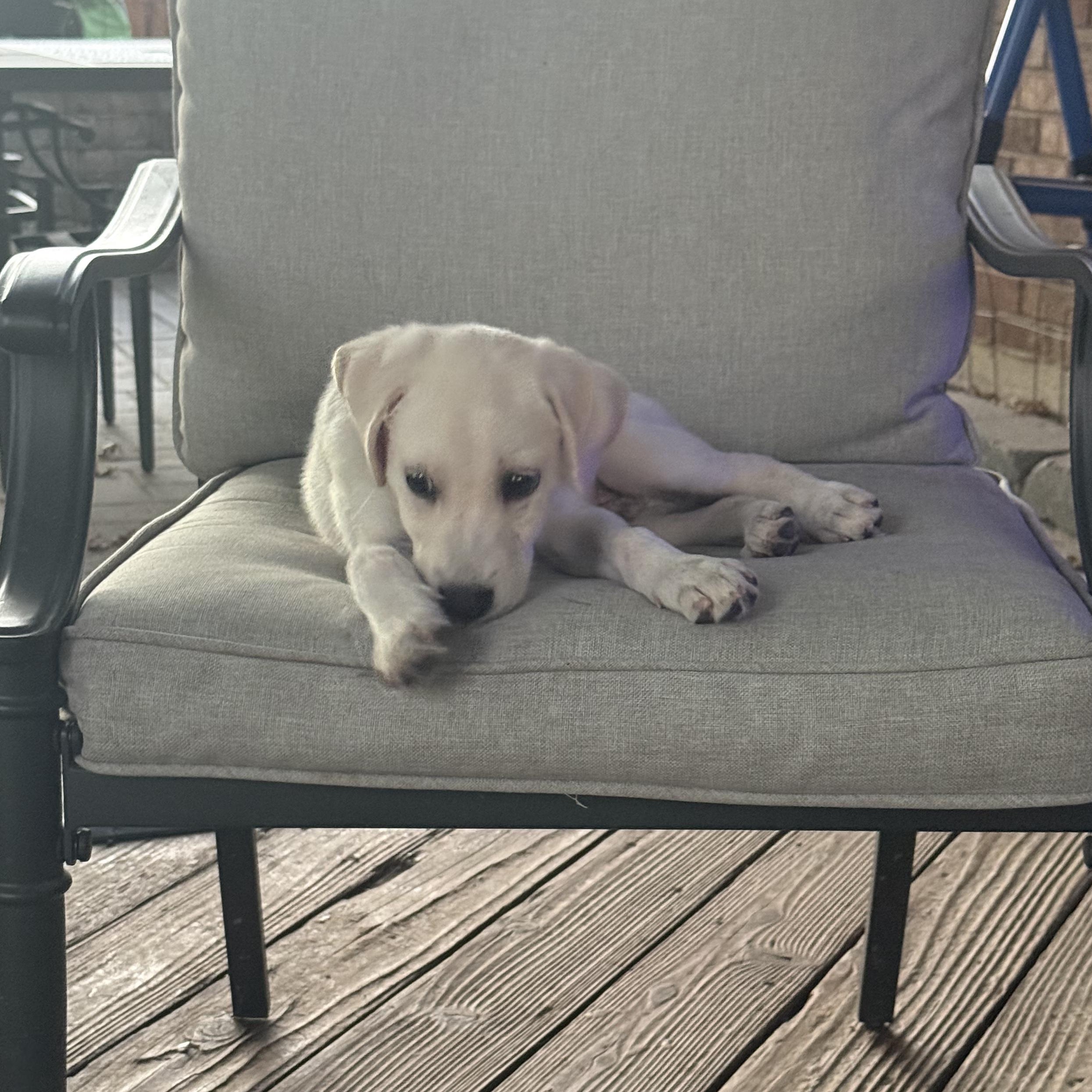 Enlarge SQUIRT, a Adoptable Labrador Retriever in Broken Arrow, OK image 3/3
