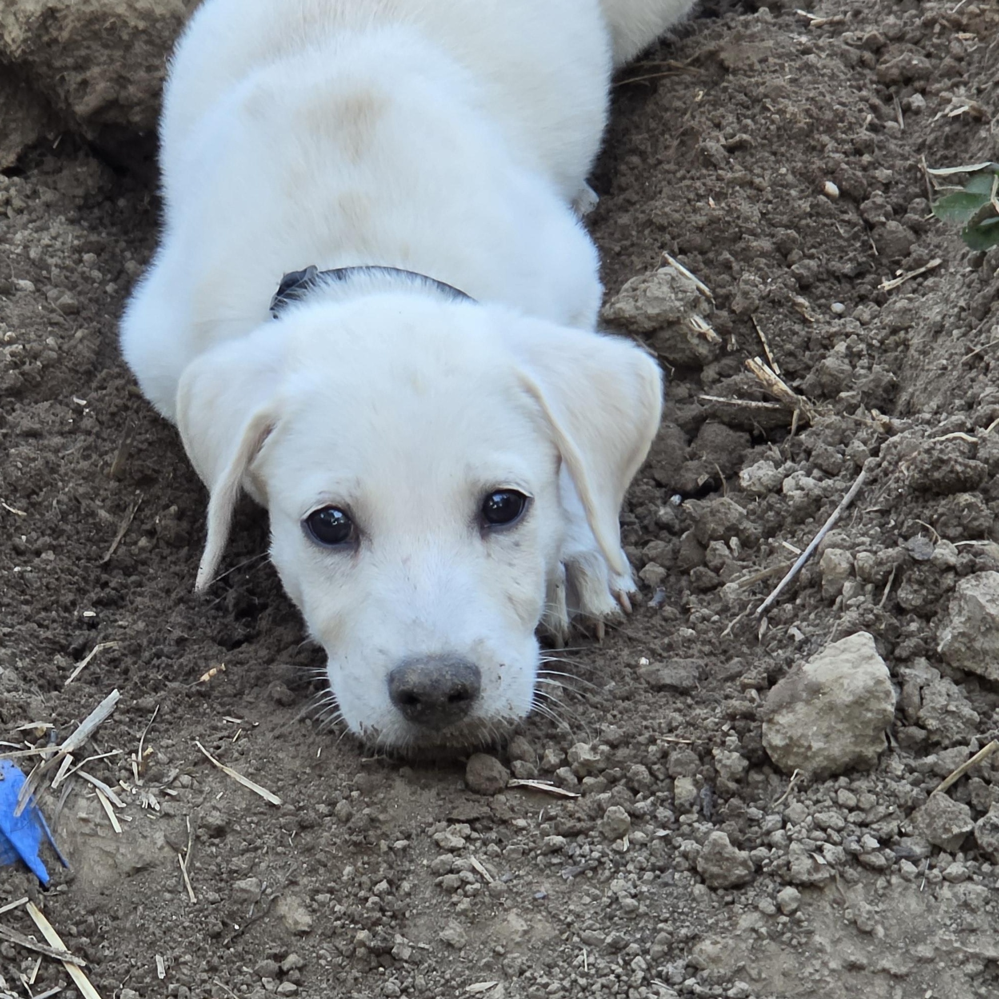 SQUIRT, Adoptable, Puppy Male Labrador Retriever.