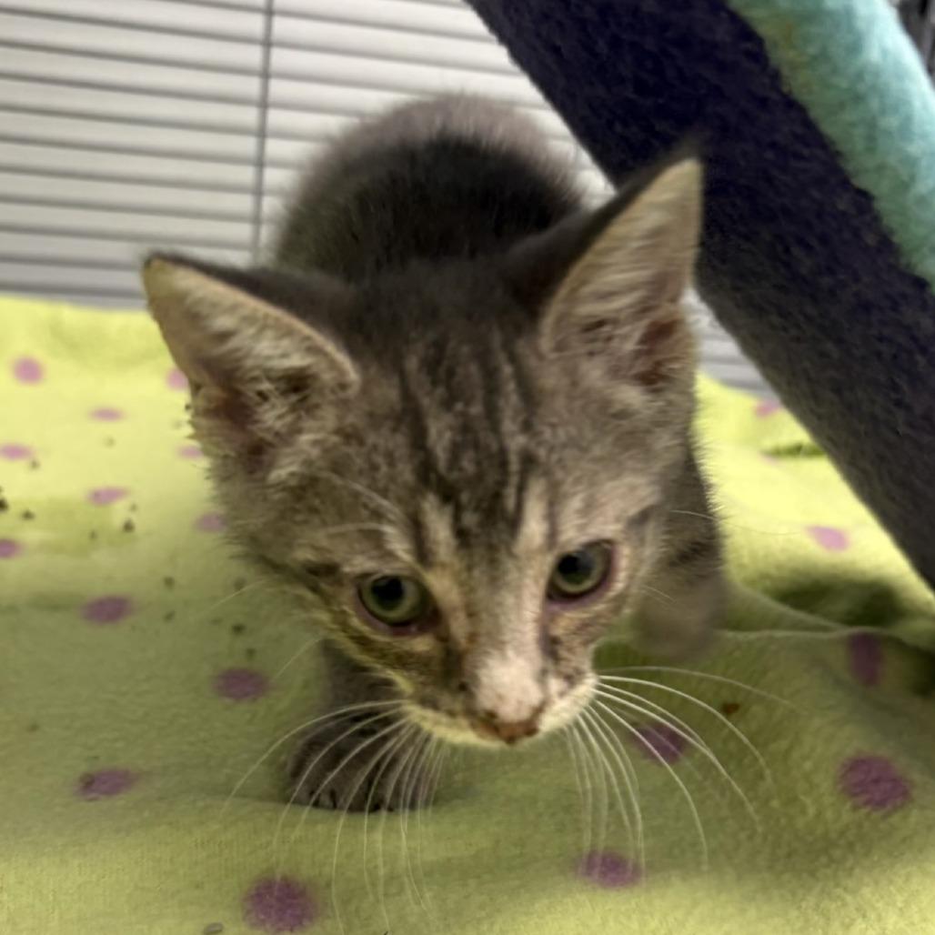 Bluebell (26-5141), Adoptable, Kitten Female Domestic Short Hair.