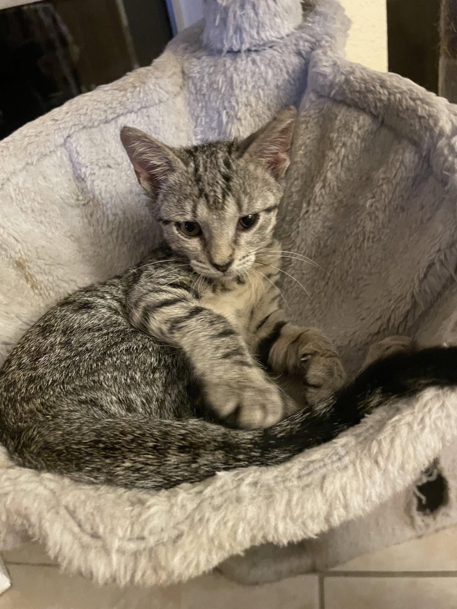 Tweety Bird (new), Adoptable, Kitten Female Tabby.