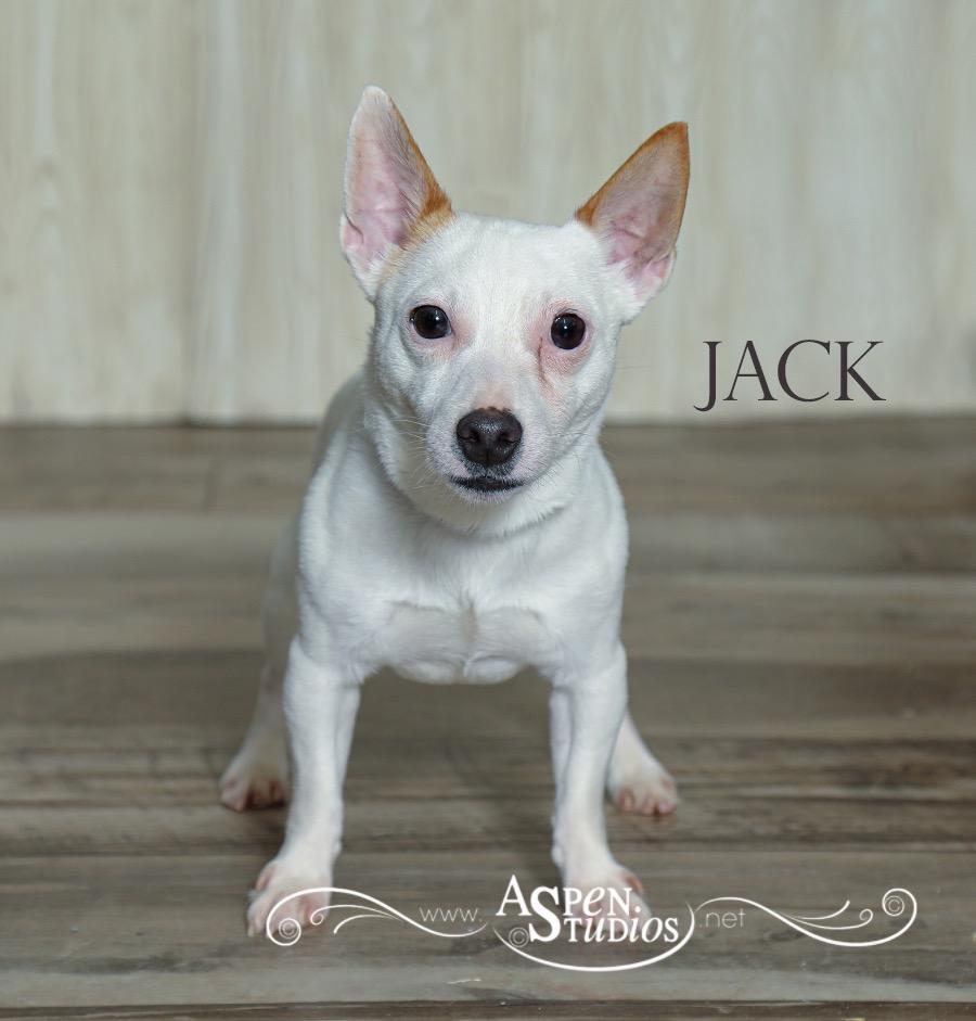 Jack, Adoptable, Young Male Jack Russell Terrier.