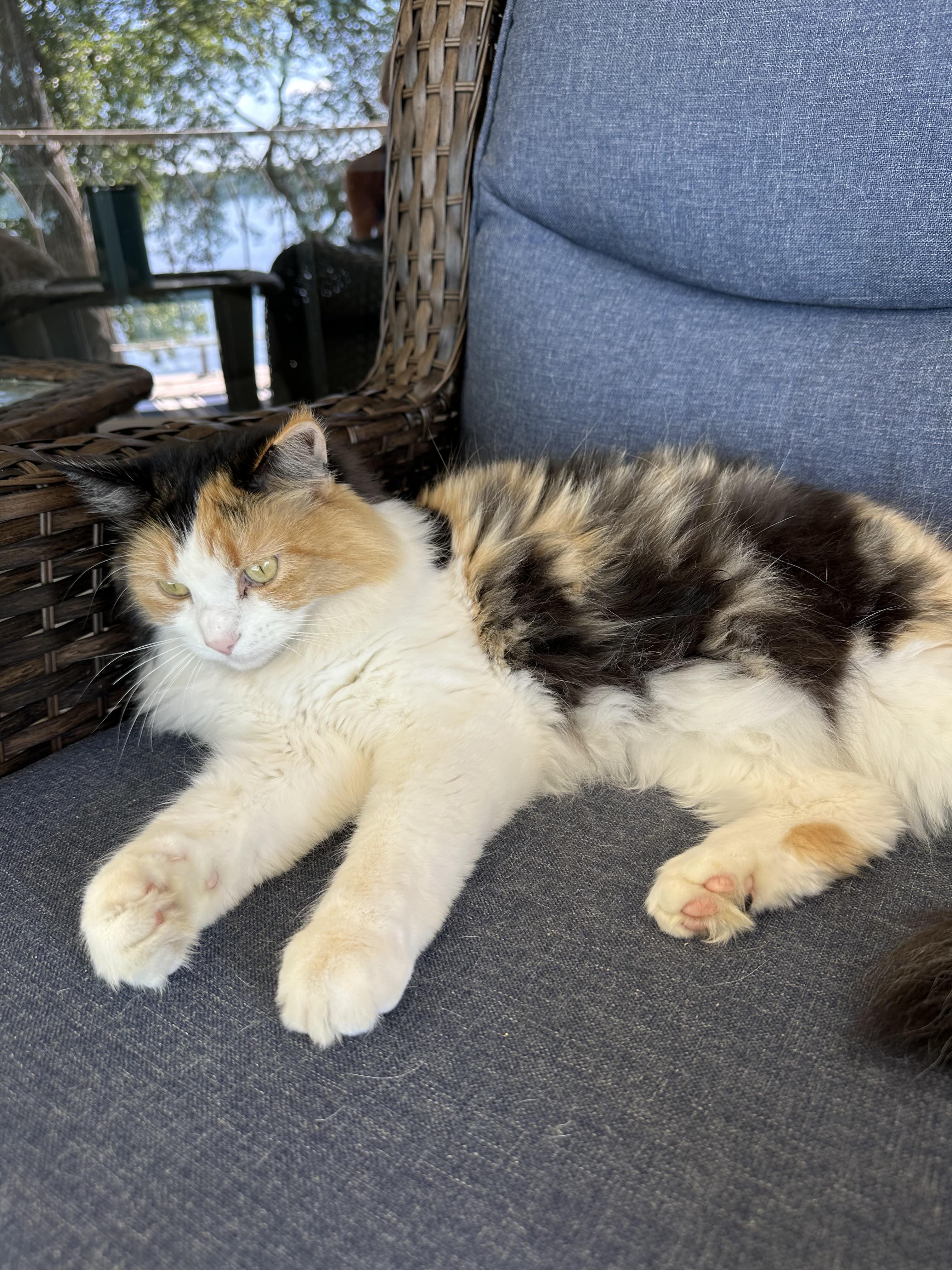 Lucy, a ADOPTABLE Calico in Lakeville, MN image 2/3