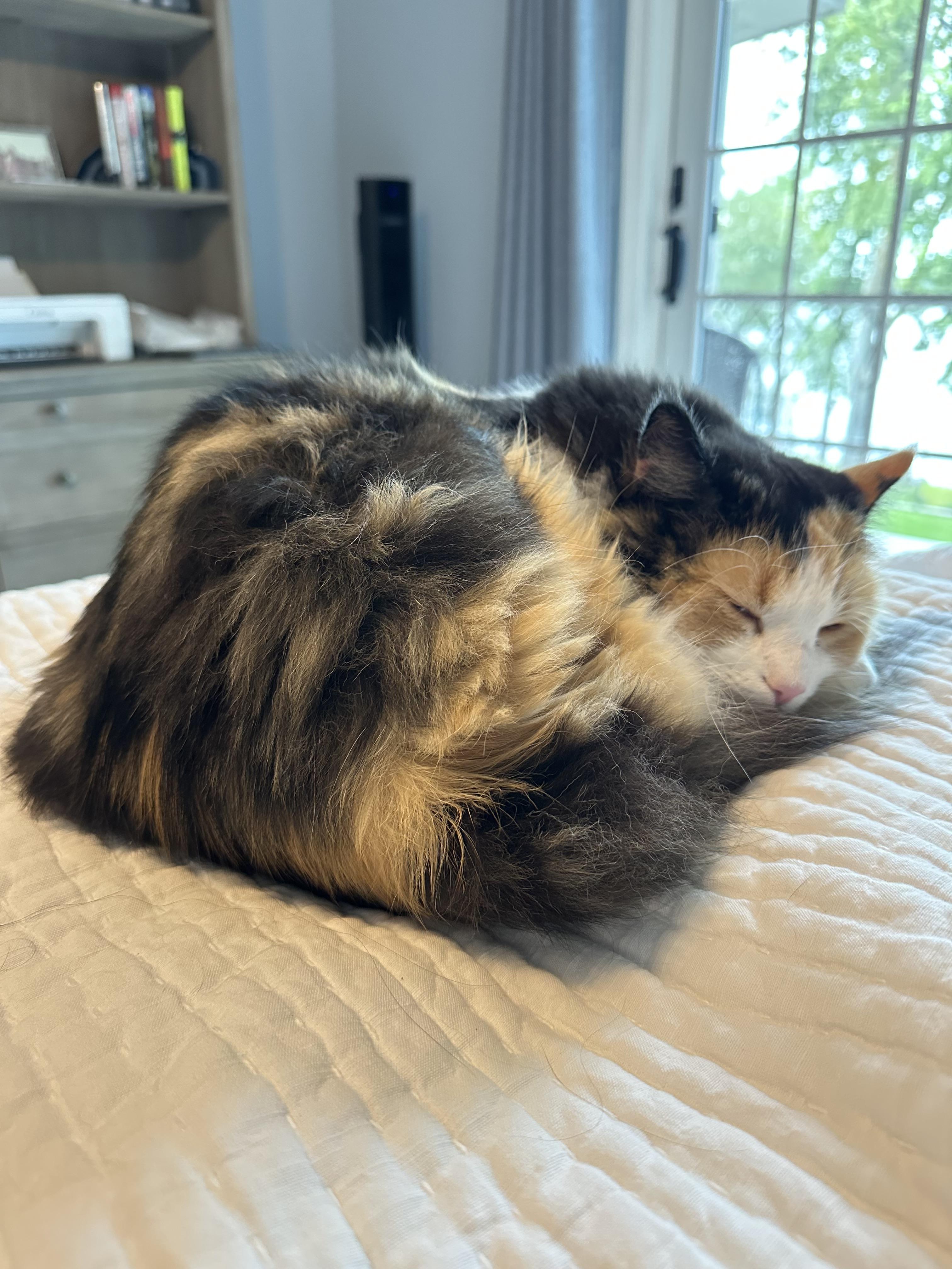 Lucy, a ADOPTABLE Calico in Lakeville, MN image 3/3