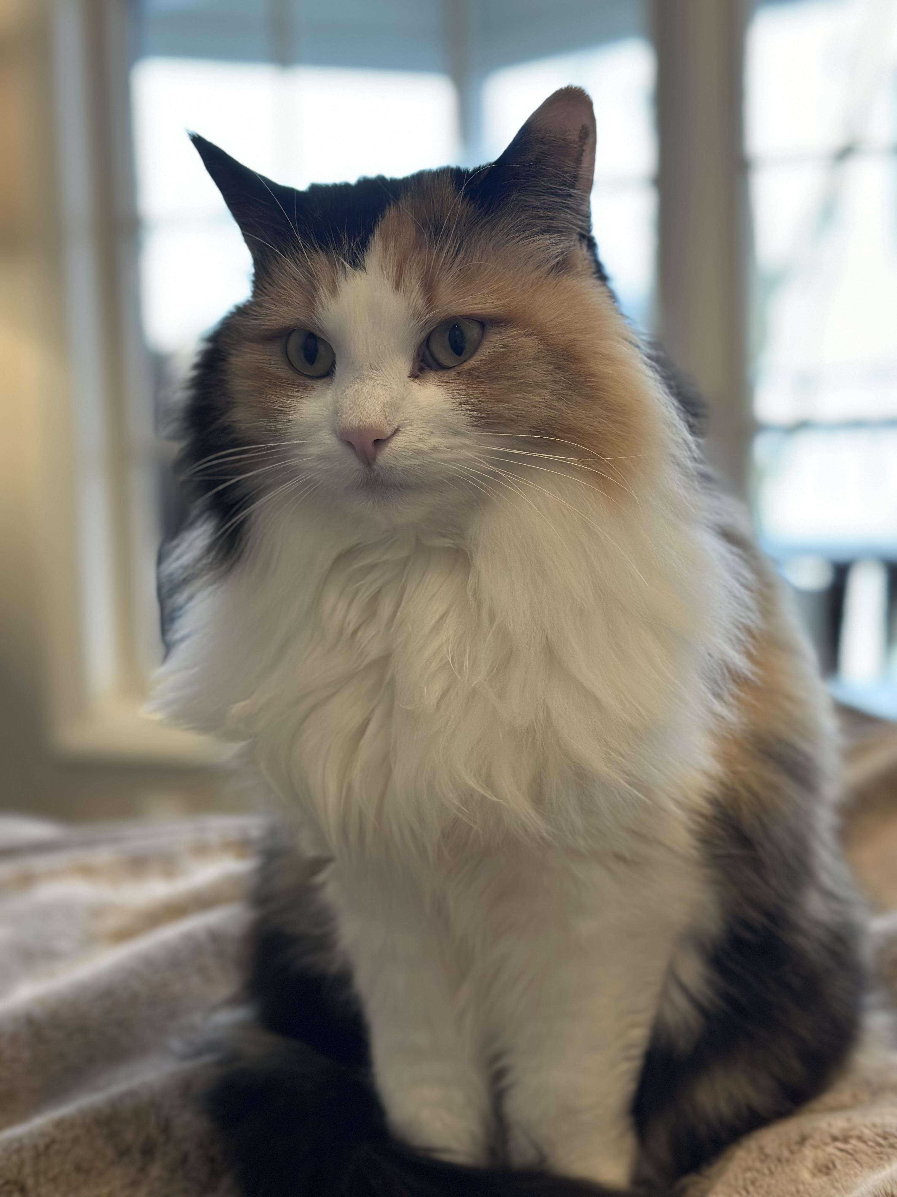 Lucy, ADOPTABLE, Young Female Calico.