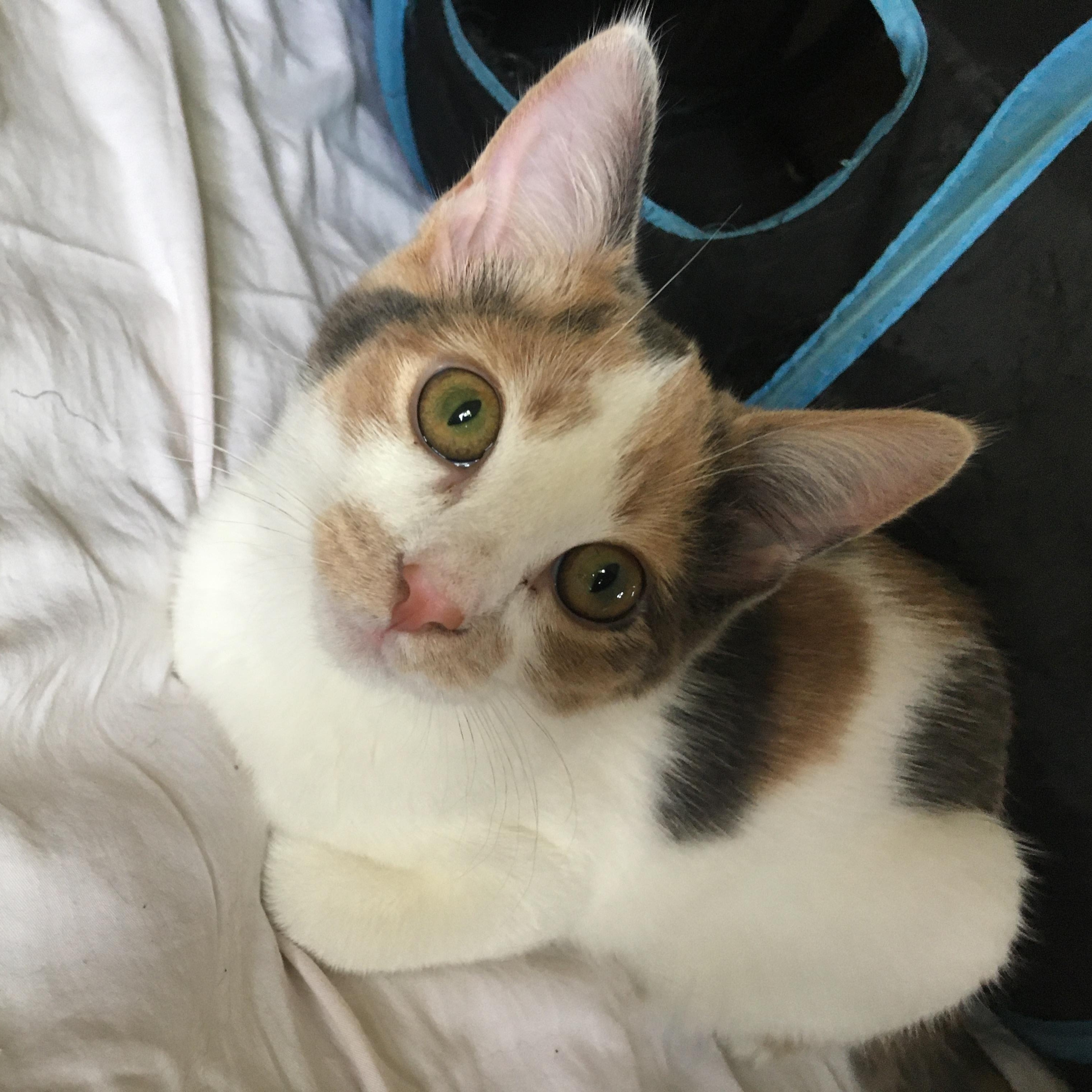 Caramel (bonded with sister Toodles)