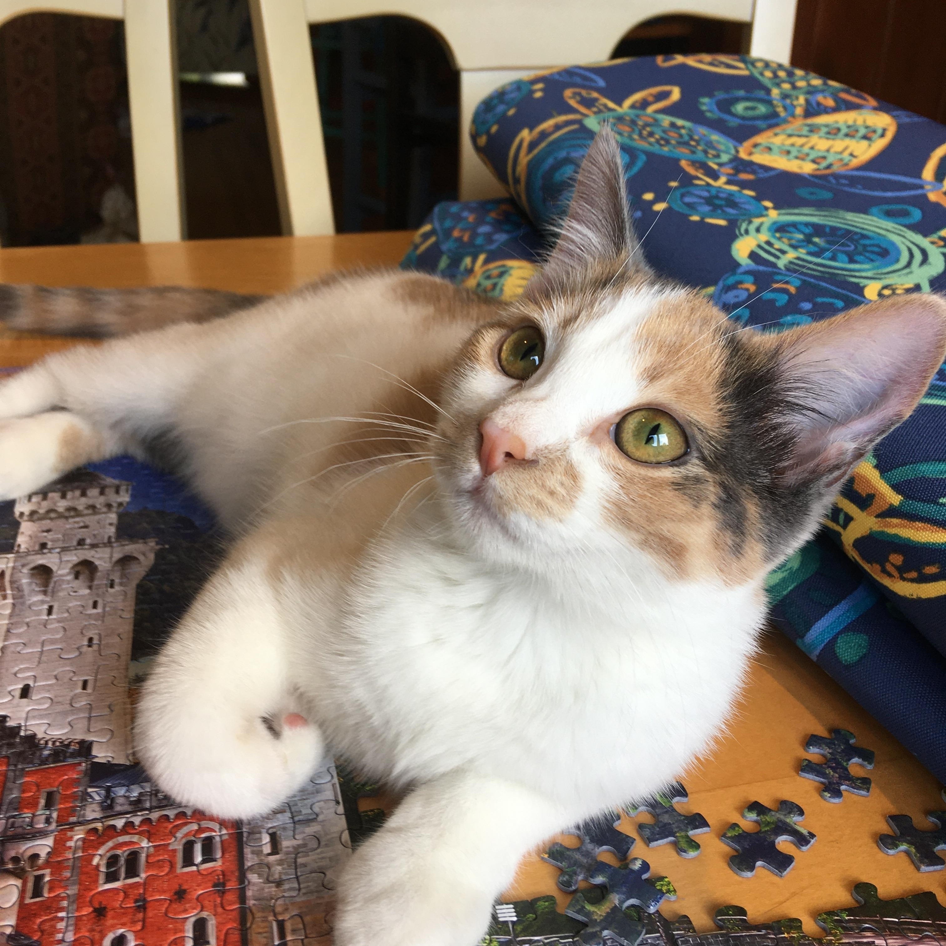 Caramel (bonded with sister Toodles)