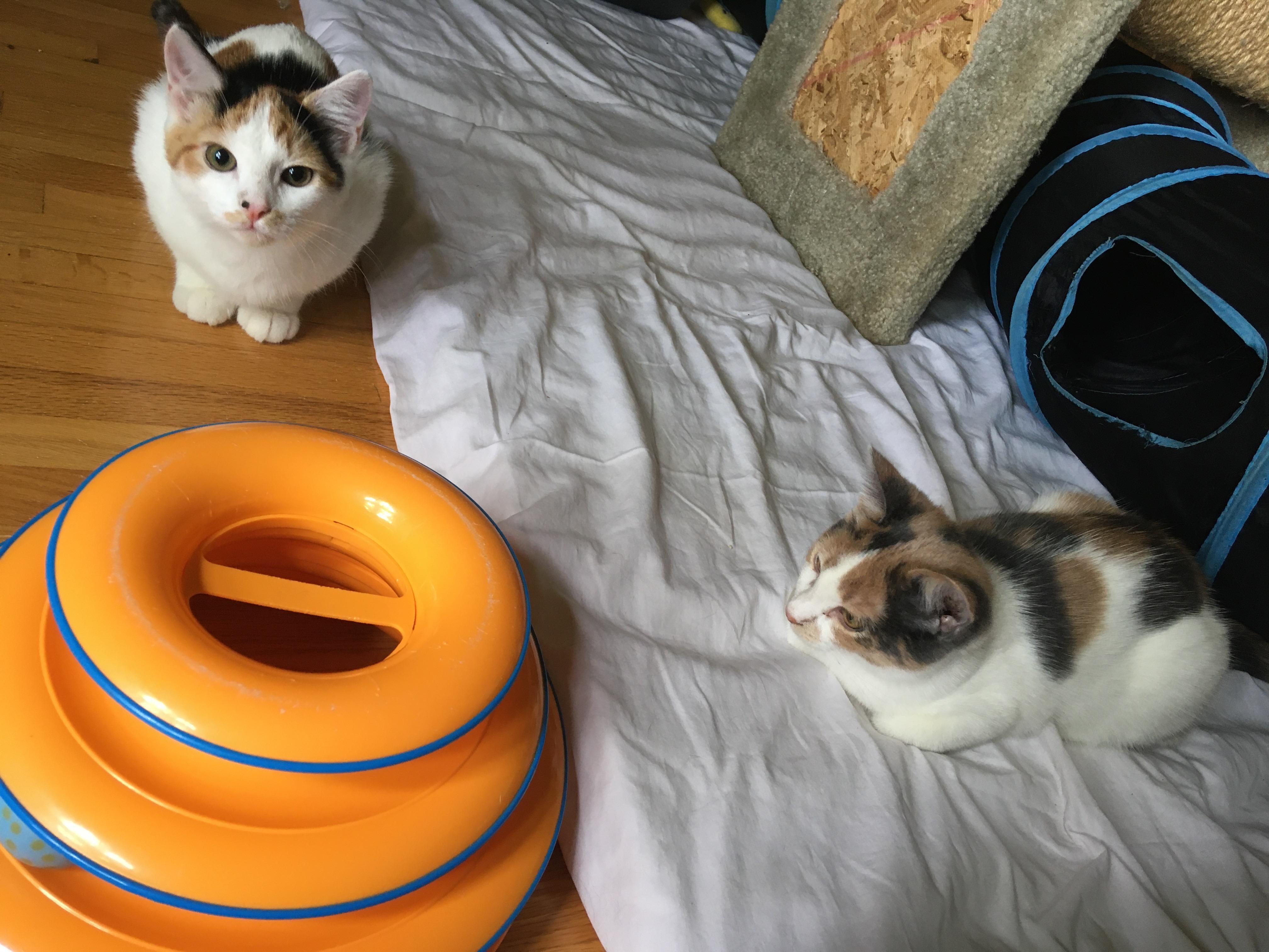 Caramel (bonded with sister Toodles)