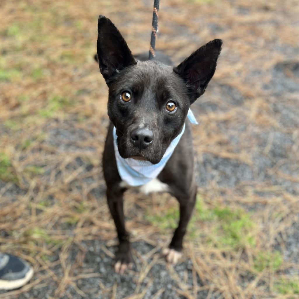 Brady, Adoptable, Adult Male Mixed Breed.