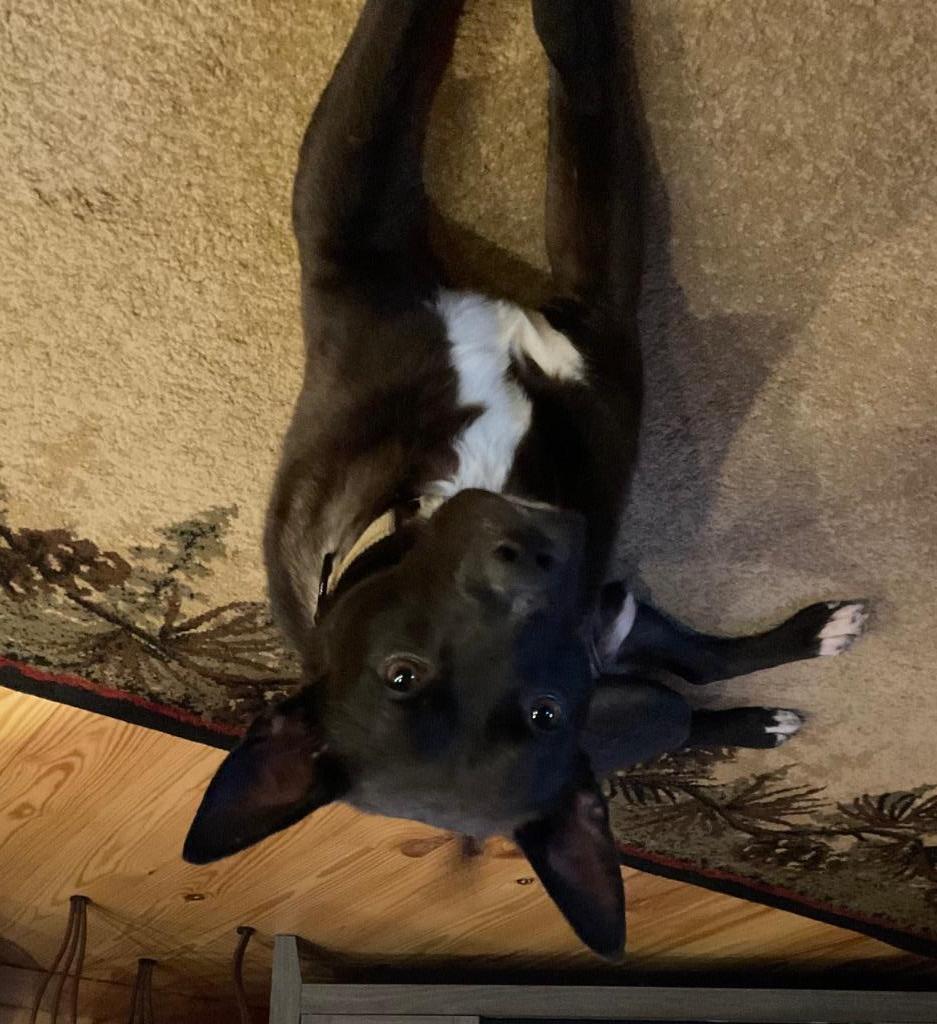 Enlarge Brady, a Adoptable mixed breed in Ellijay, GA image 2/4