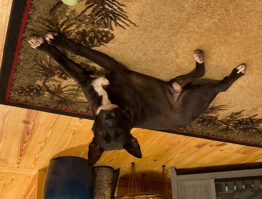 Enlarge Brady, a Adoptable mixed breed in Ellijay, GA image 3/4