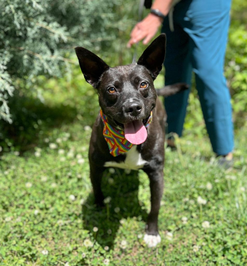 Enlarge Brady, a Adoptable mixed breed in Ellijay, GA image 1/1
