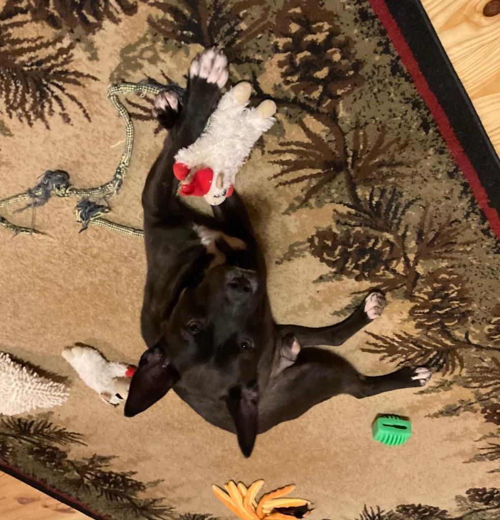 Enlarge Brady, a Adoptable mixed breed in Ellijay, GA image 4/4